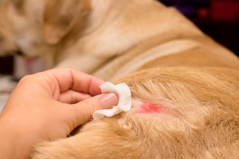 humano-curando-una-dermatitis-en-su-perro