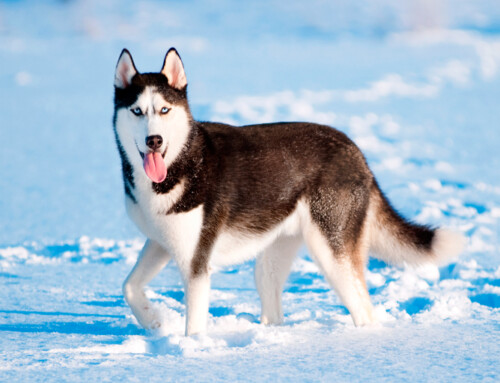 El Husky Siberiano, una raza asombrosa