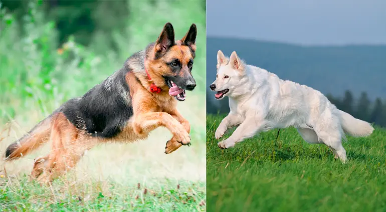 pastor aleman vs pastor suizo