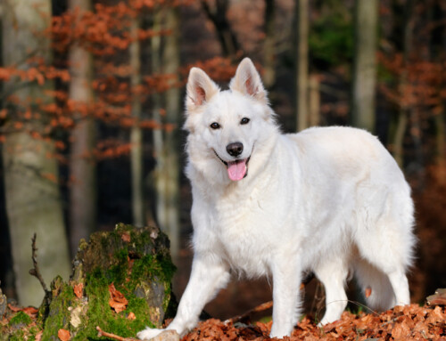 Pastor Suizo, una raza impresionante
