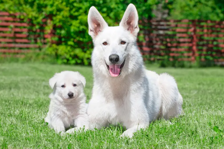 pastor-suizo-con-su-cachorro-en-el-jardin