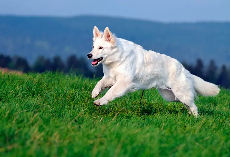 pastor-suizo-corriendo
