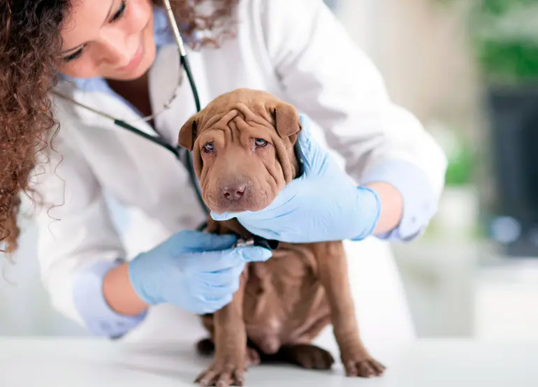 shar pei en el veterinario
