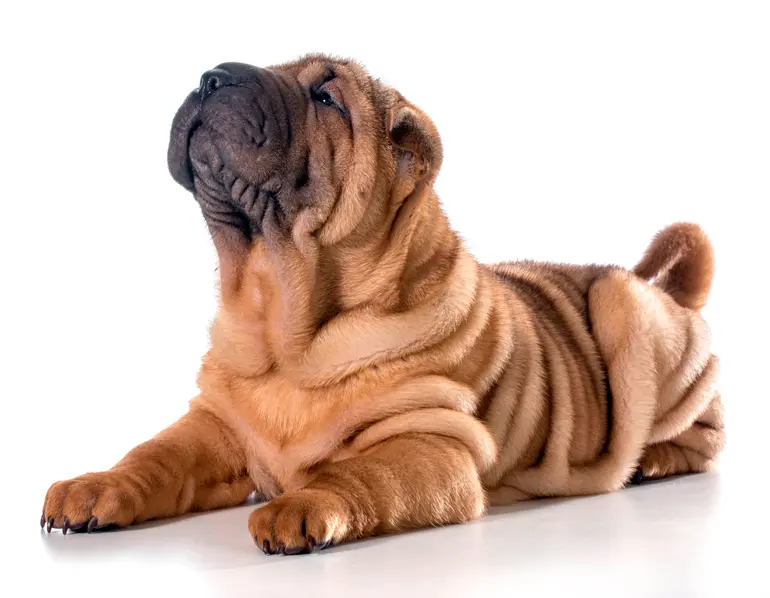 shar-pei-tumbado