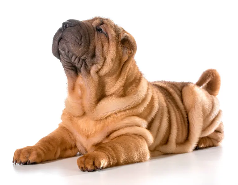 shar-pei