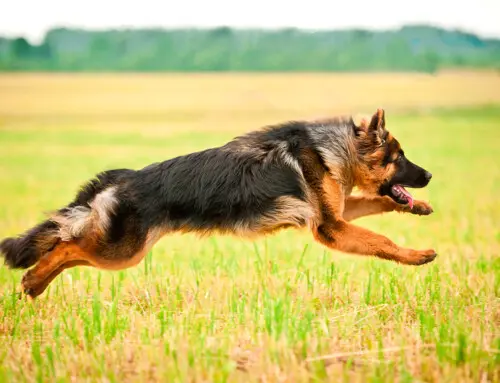 Diferencias entre pastor alemán macho y hembra