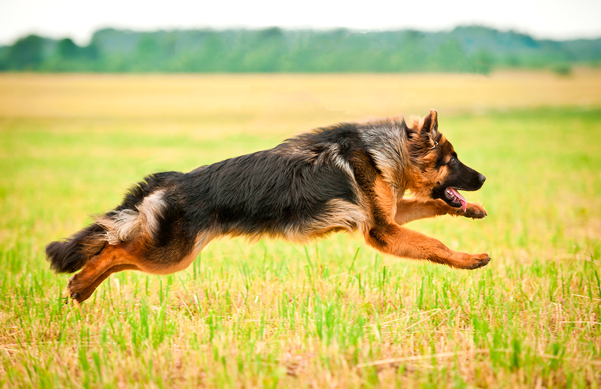 Pastor Aleman saltando