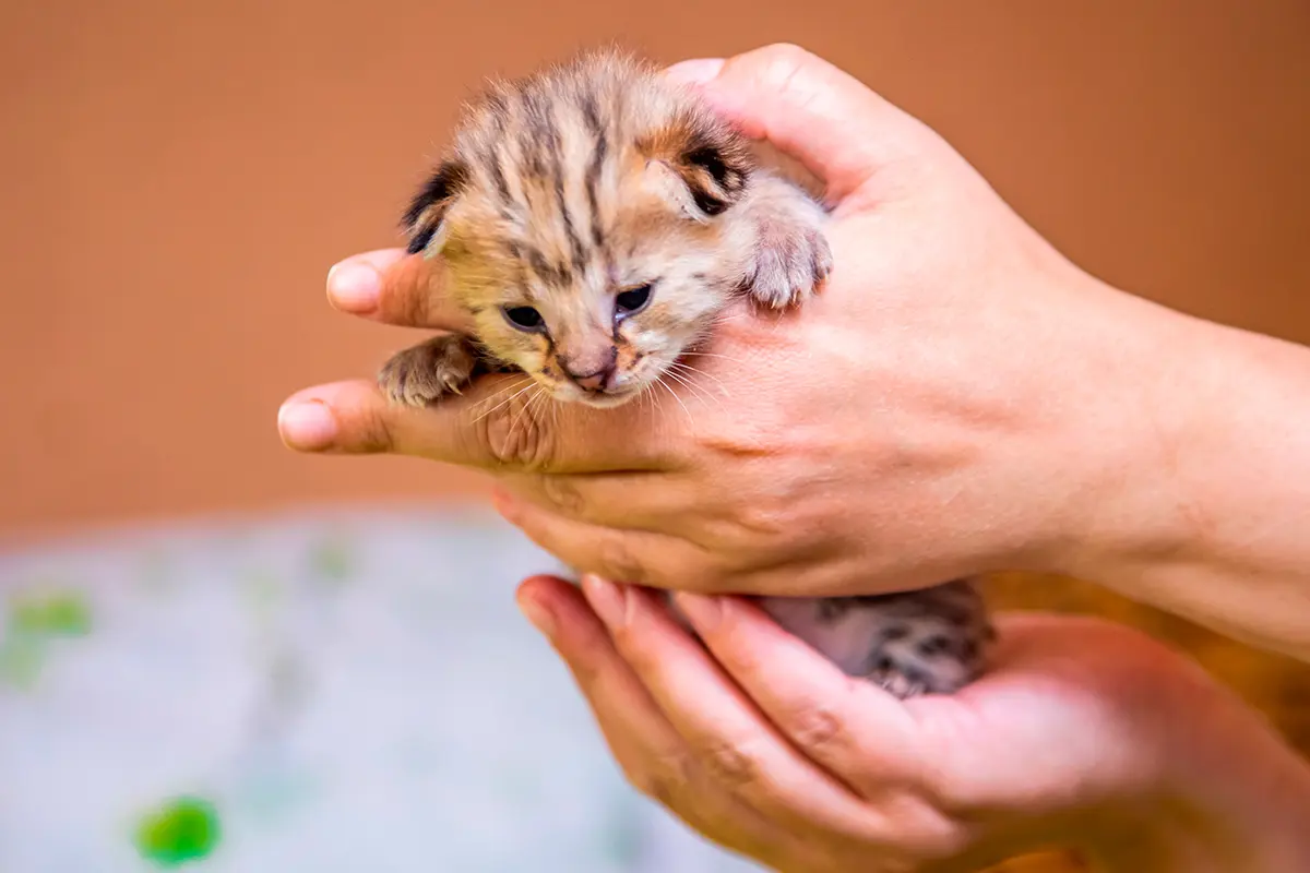 cachorro de gato Savannah cachorro de gato Savannah