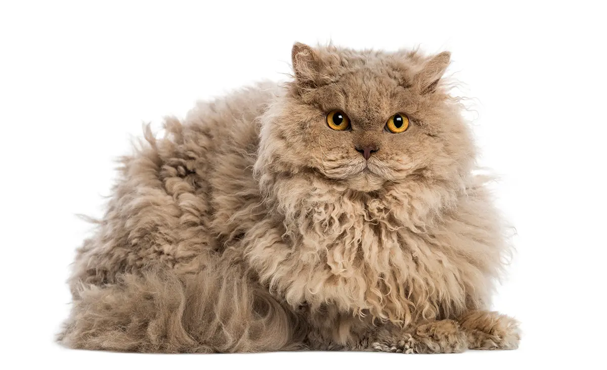 gato Selkirk rex