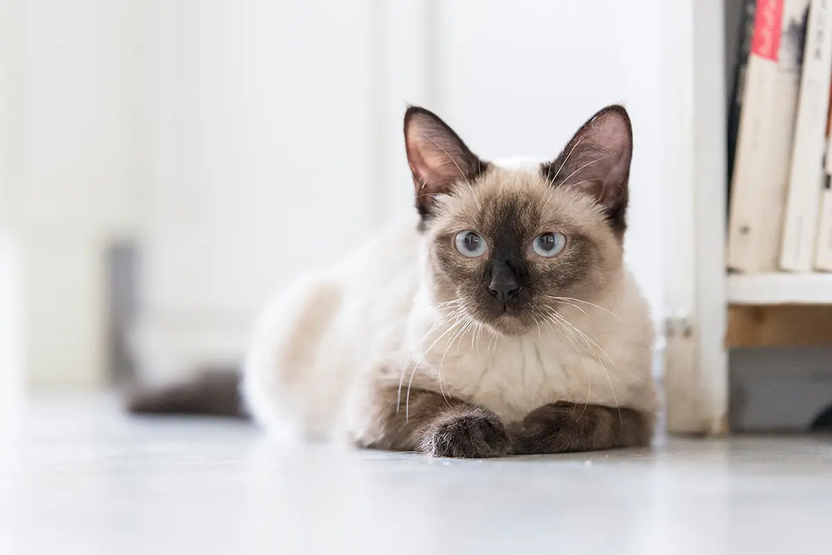 gato siames gato siames