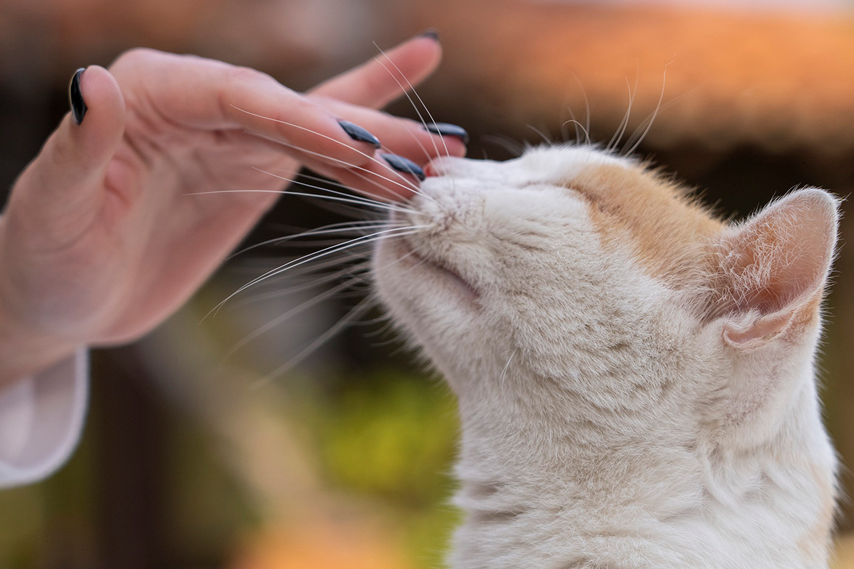acariciando a un gato acariciando a un gato