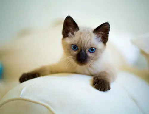 Primeros pasos al adoptar un gato