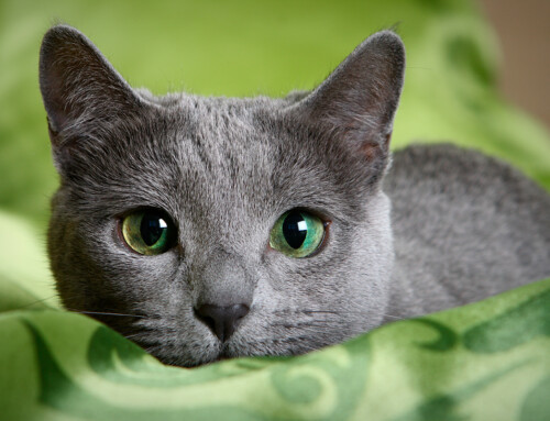 Cómo evaluar el dolor en gatos