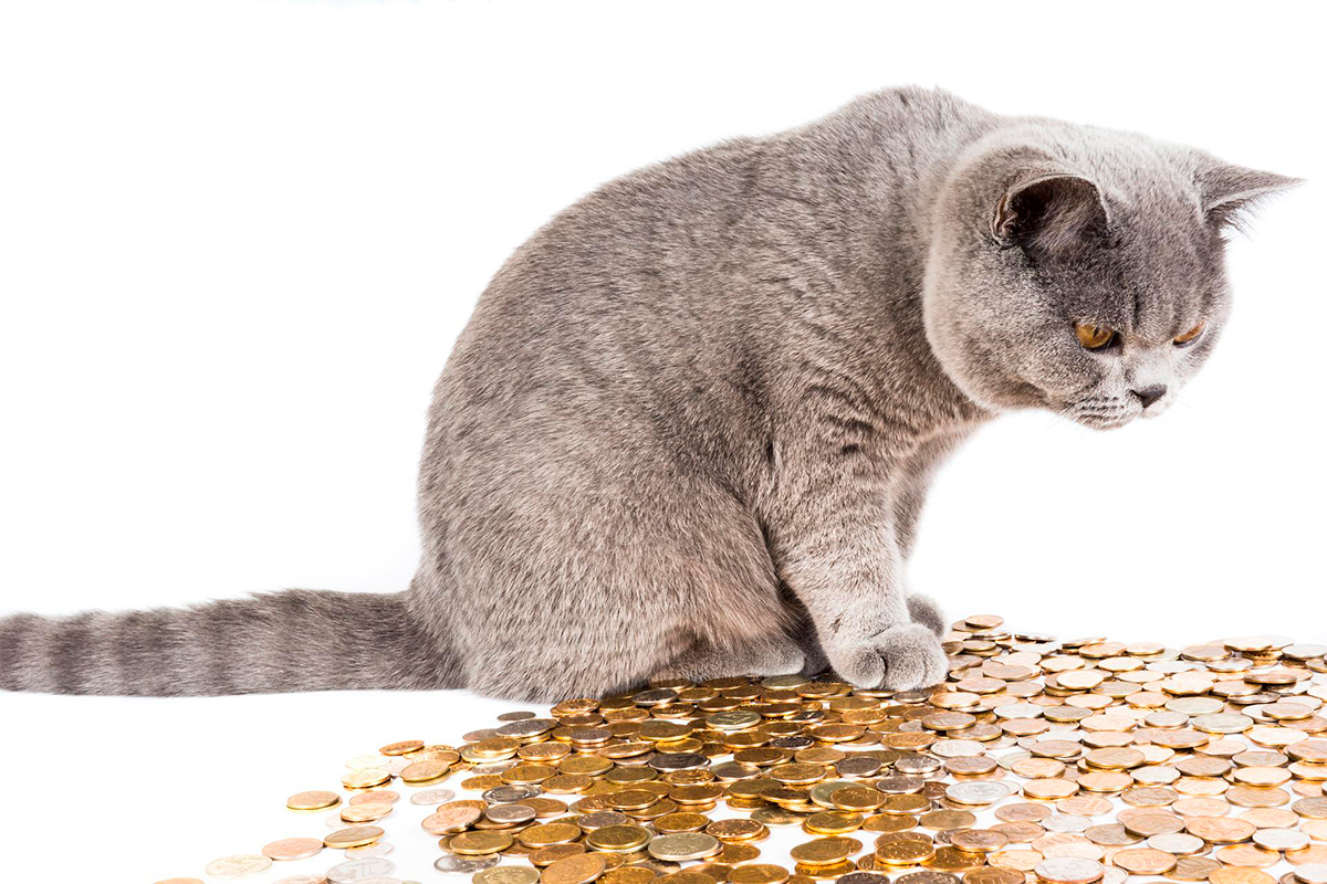 gato con dinero