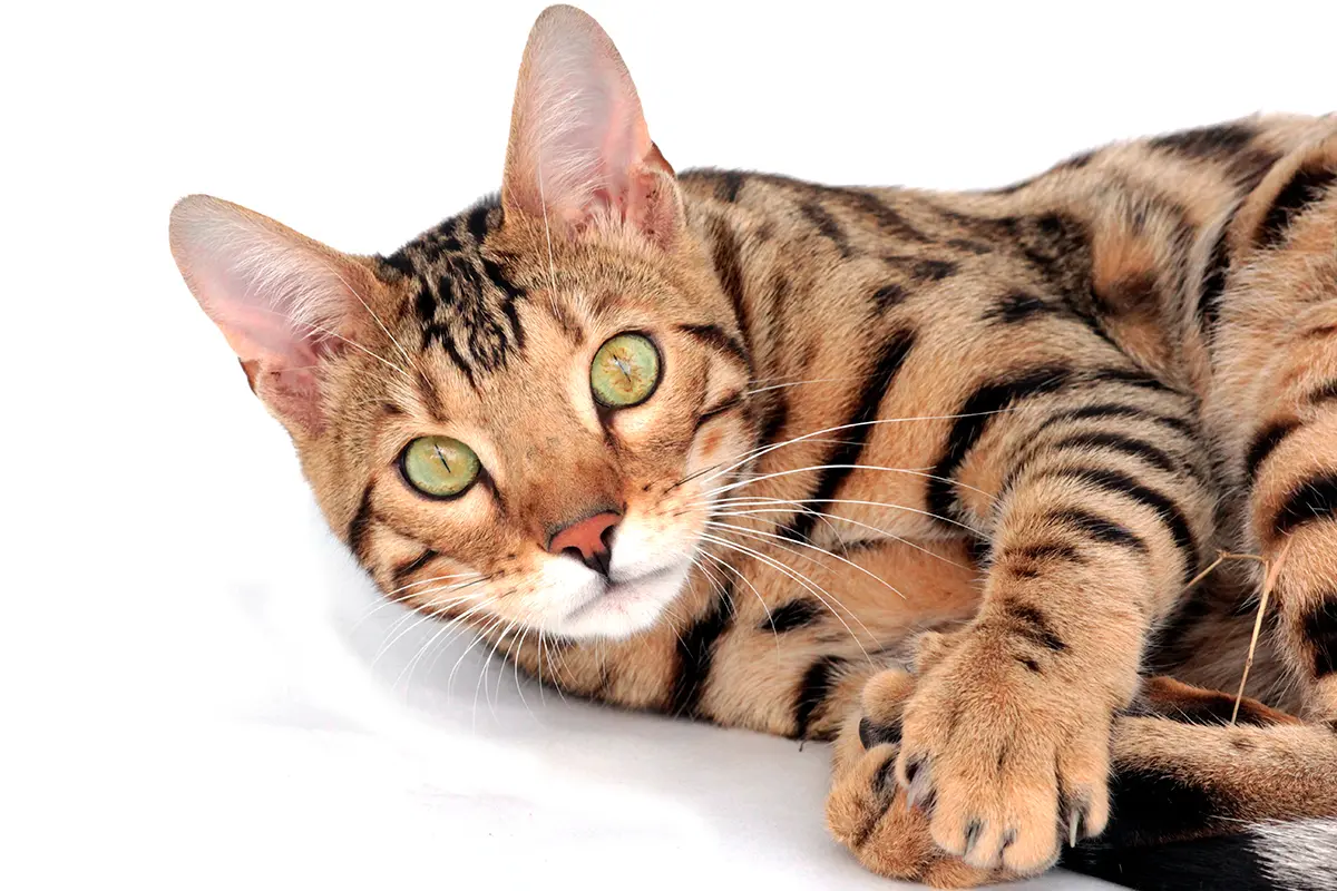 gato toyger