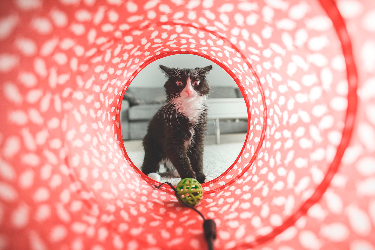 juegos para gatos juegos para gatos