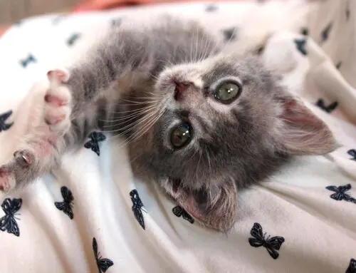 ¿Cuáles son las razas de gato más populares?