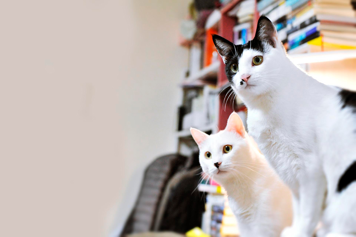 dos gatos en casa dos gatos en casa