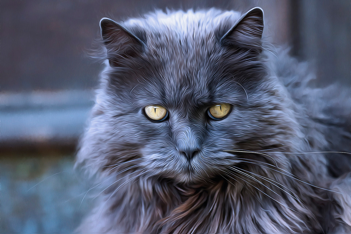 gato peludo