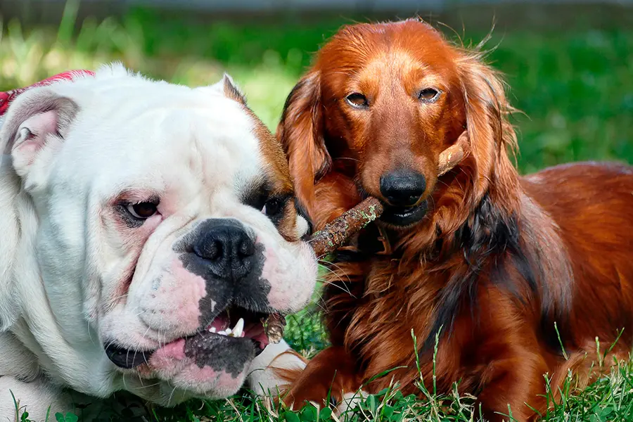 dos perros mordiendo el mismo palo dos perros mordiendo el mismo palo
