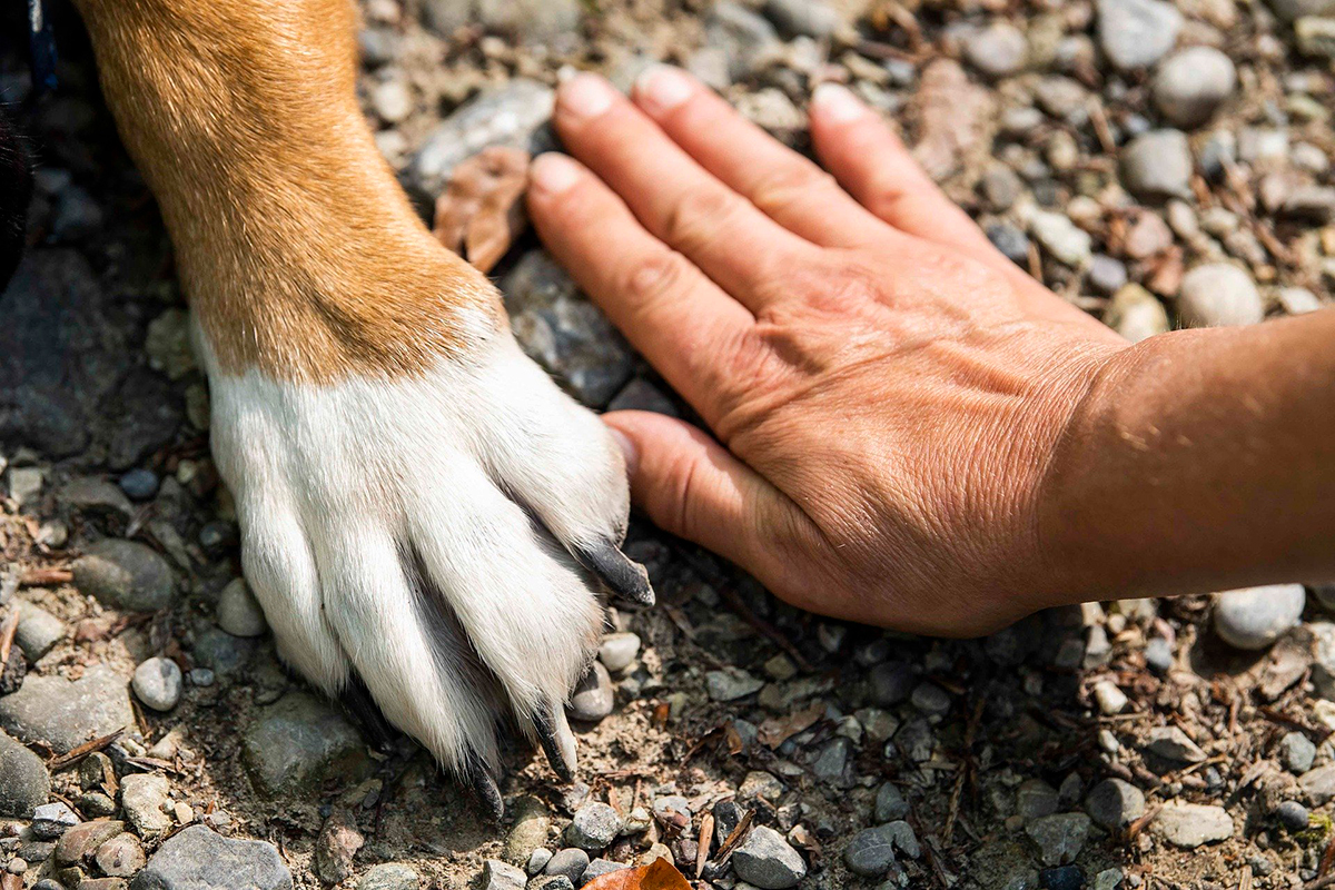 mano humana junto a pata de perro