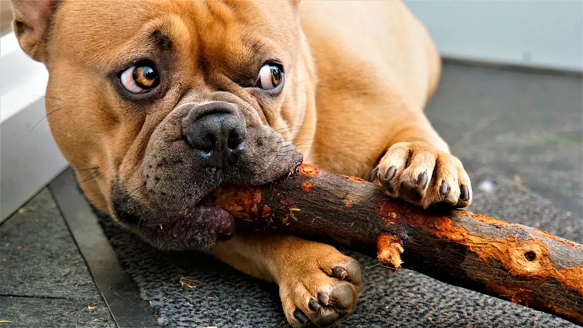 perro mordiendo palo