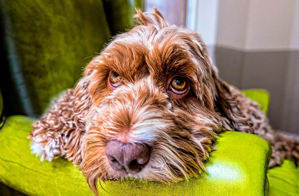 perro tranquilo en el sillon