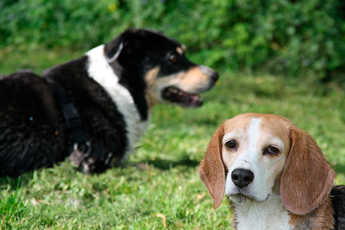 presentar dos perros en espacio abierto