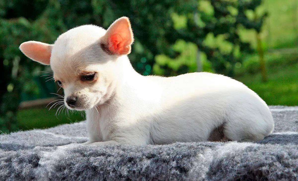 Chihuahua tomando el sol