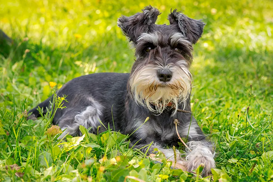 Schnauzer miniatura
