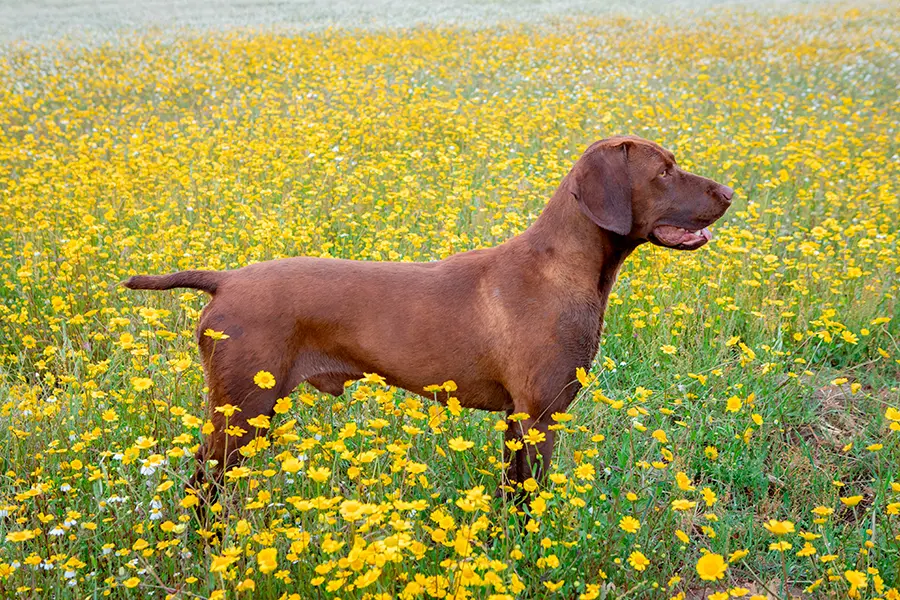 braco aleman de color marron