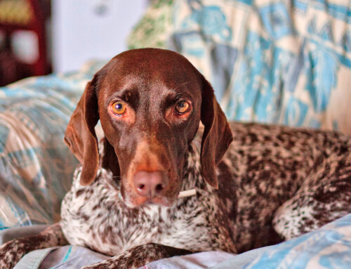 Curiosidades sobre el Braco Alemán