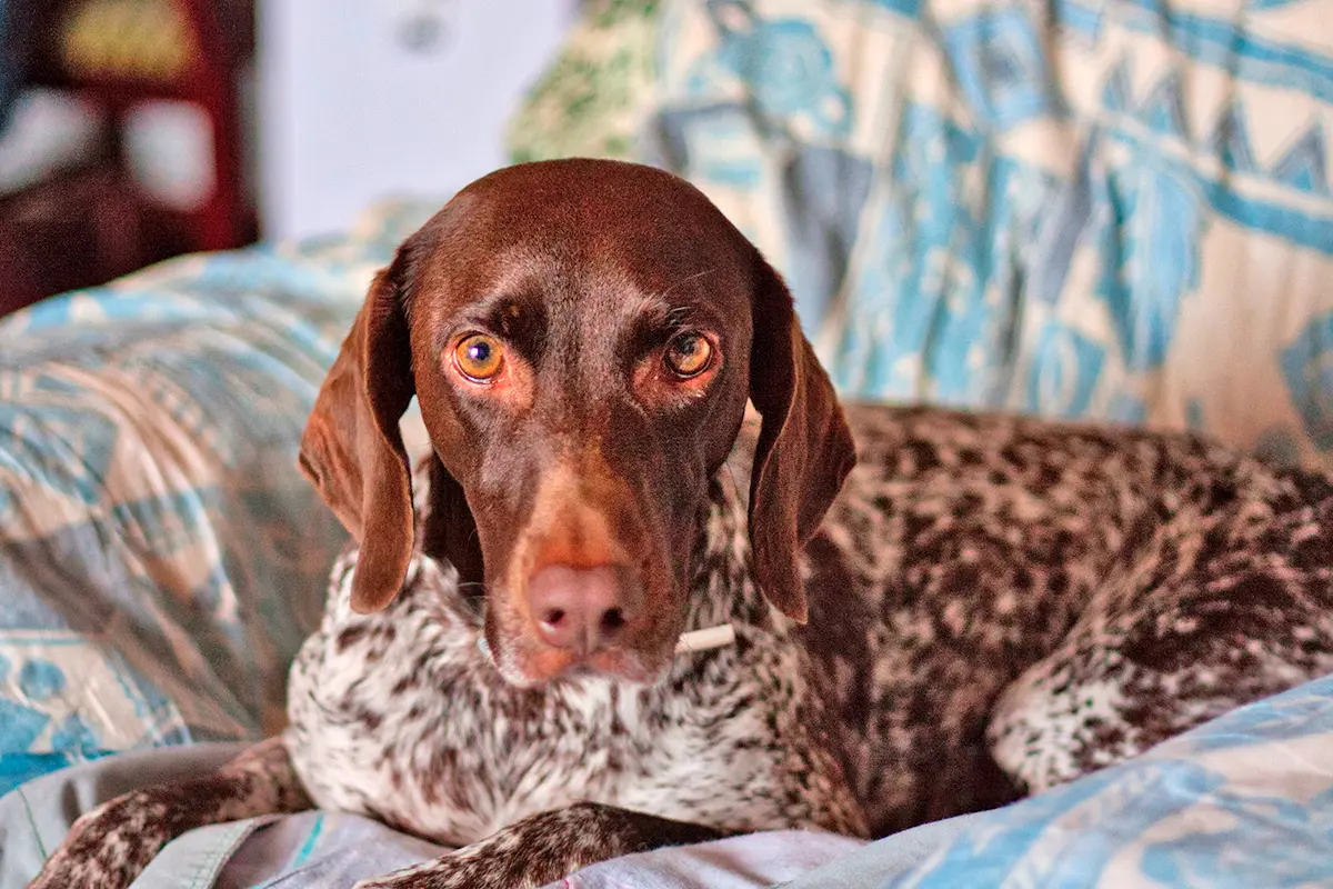 braco aleman en el sofa de casa