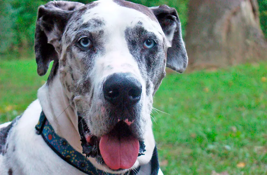 cuidados para un gran danes