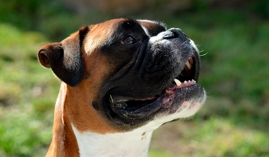 historia del boxer