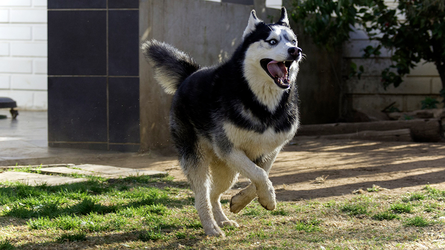 husky siberiano corriendo husky siberiano corriendo