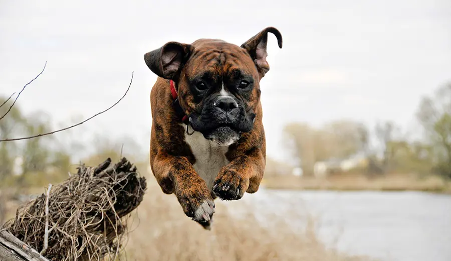 perro boxer corriendo perro boxer corriendo