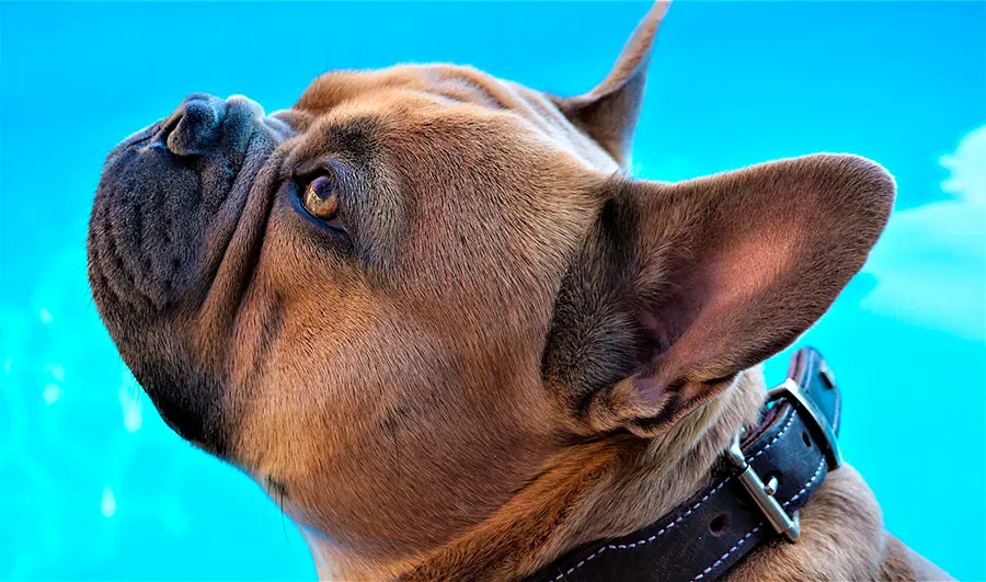 perro bulldog frances perro bulldog frances