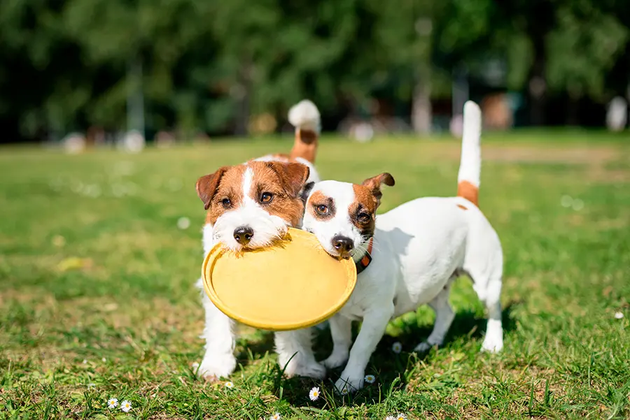 perros Jack Rusell jugando