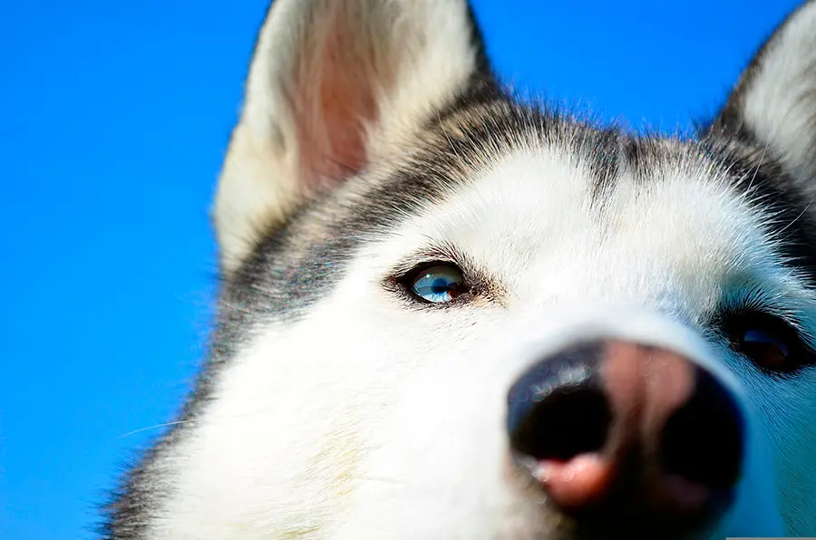 raza husky siberiano raza husky siberiano