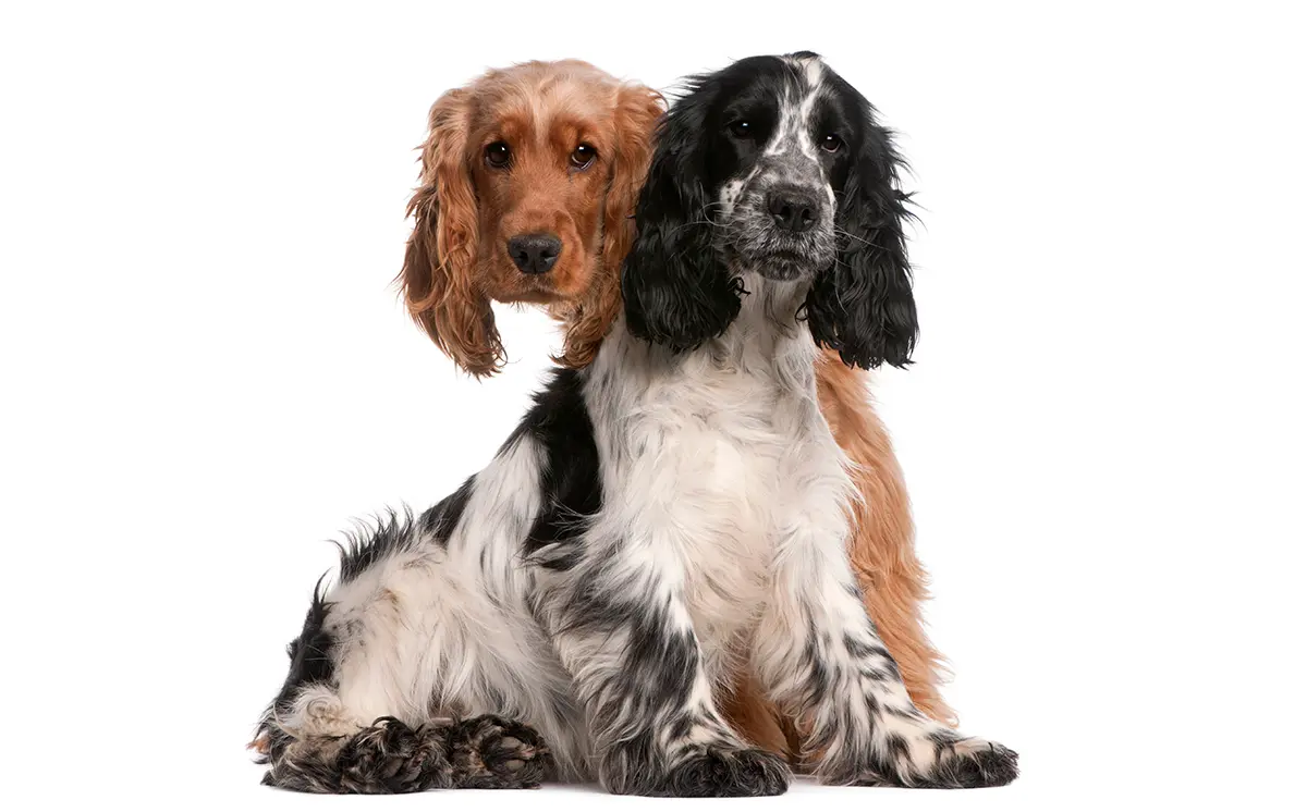 tipos de cocker tipos de cocker