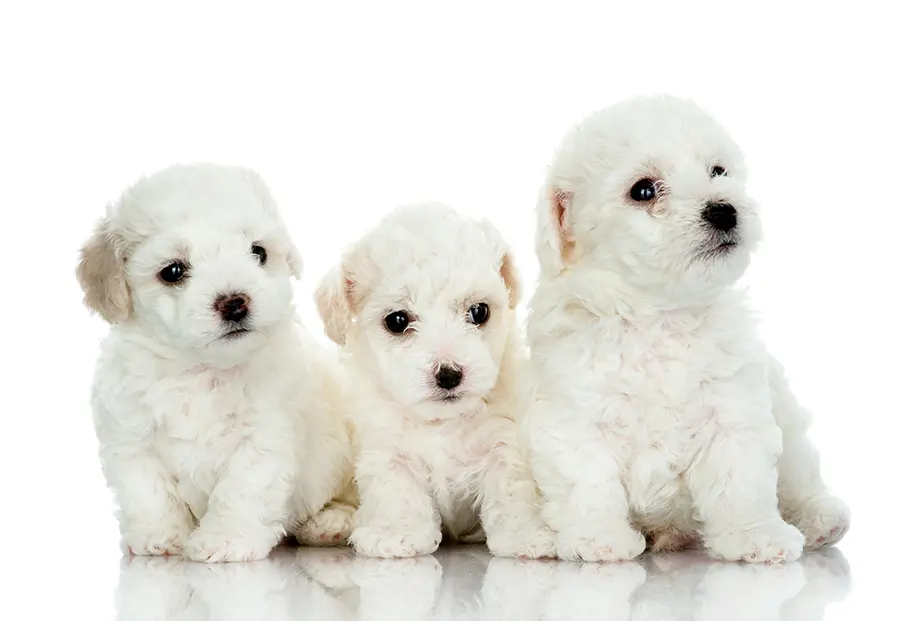 Cachorros de Bichon Maltes Cachorros de Bichon Maltes