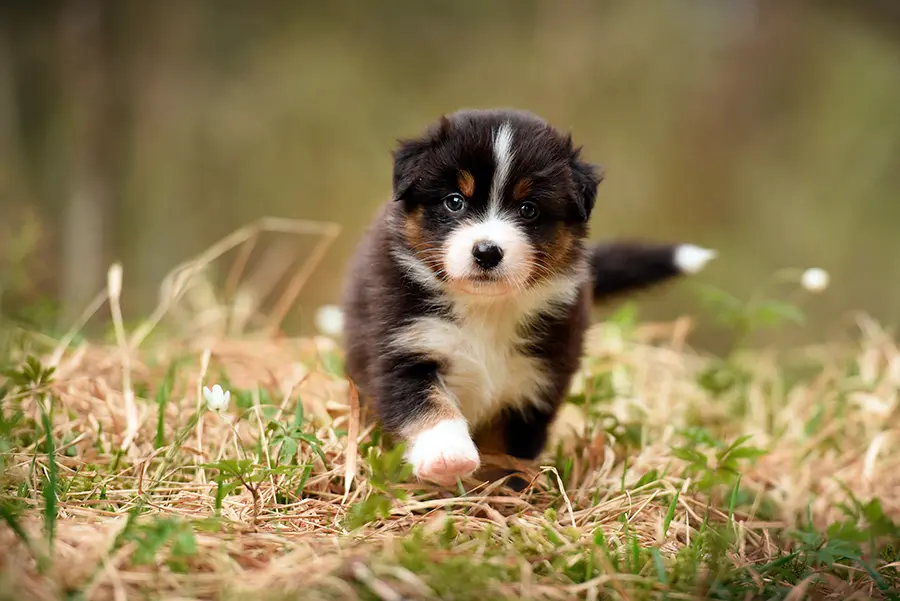 cachorro de pastor australiano
