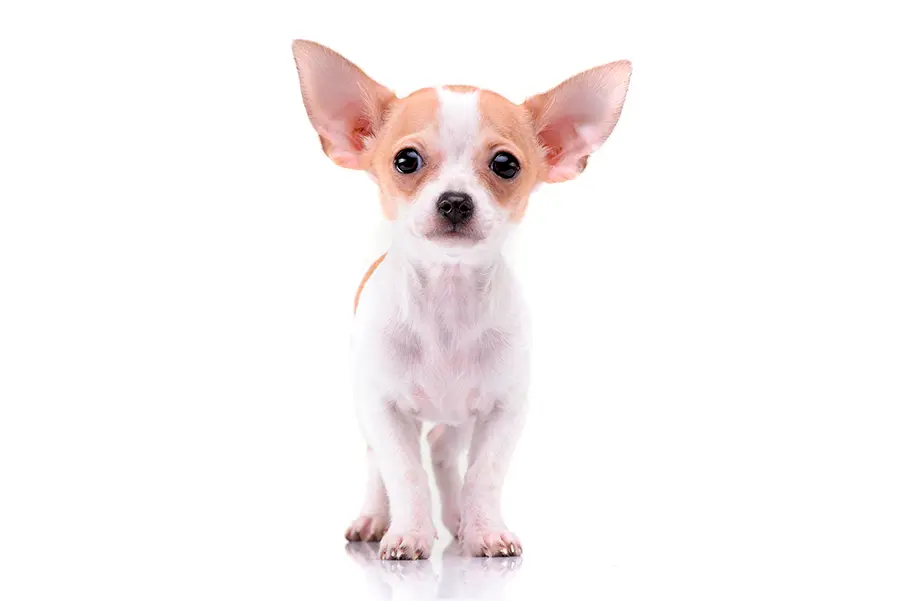ejemplar de perro chihuahua de corta edad