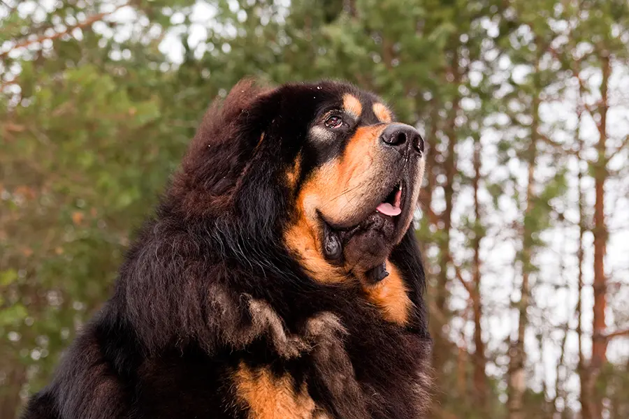 Ejemplar de Mastin tibetano chino