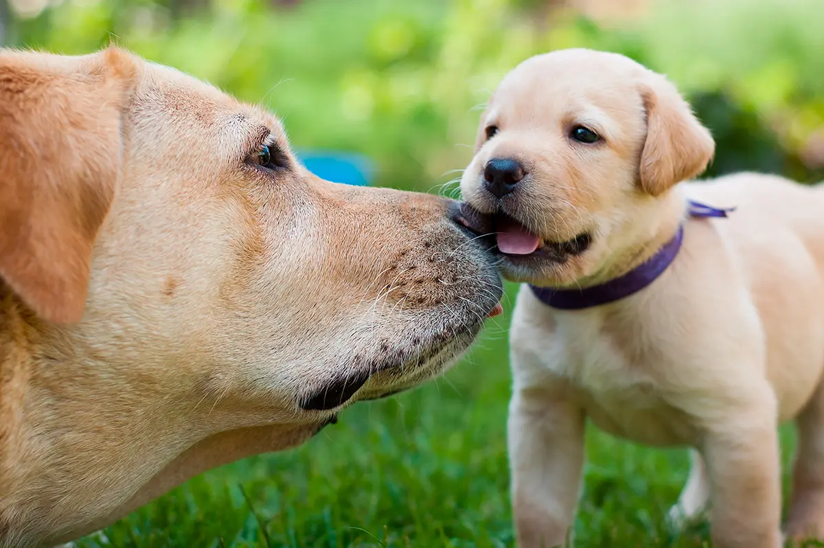 Historia del Labrador Retriever