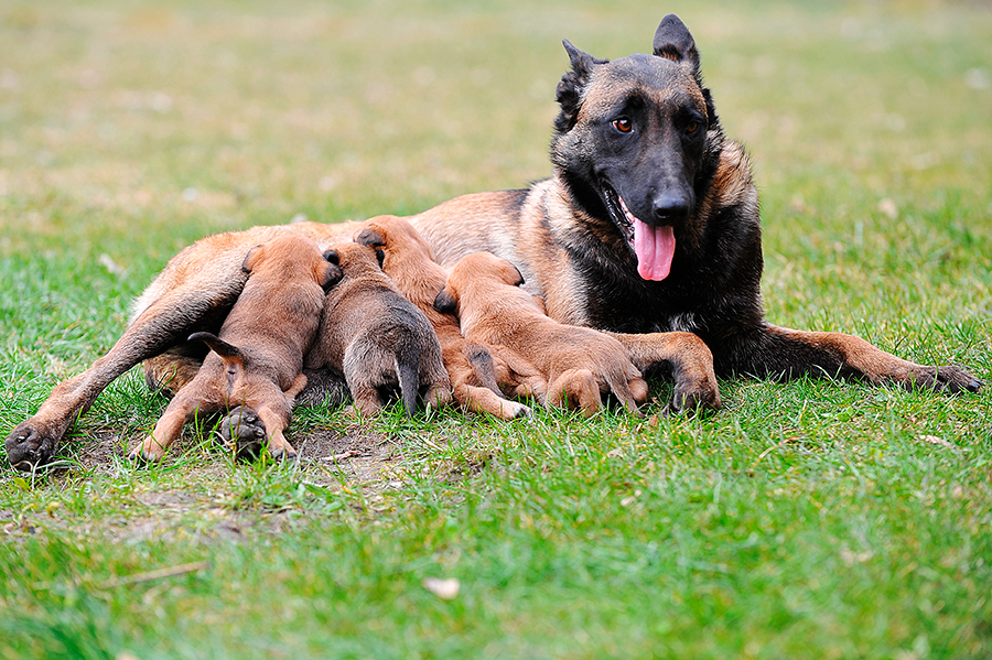 Pastor Belga Malinois
