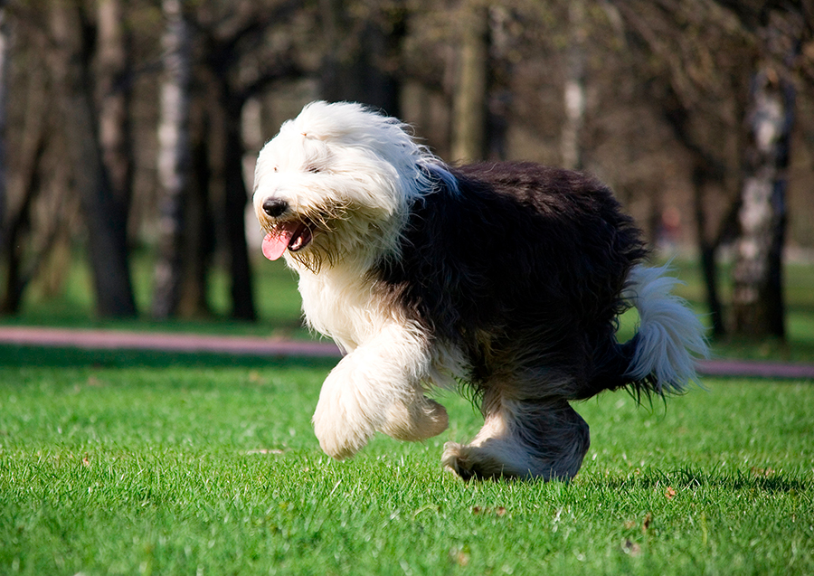 perro Bobtail perro Bobtail