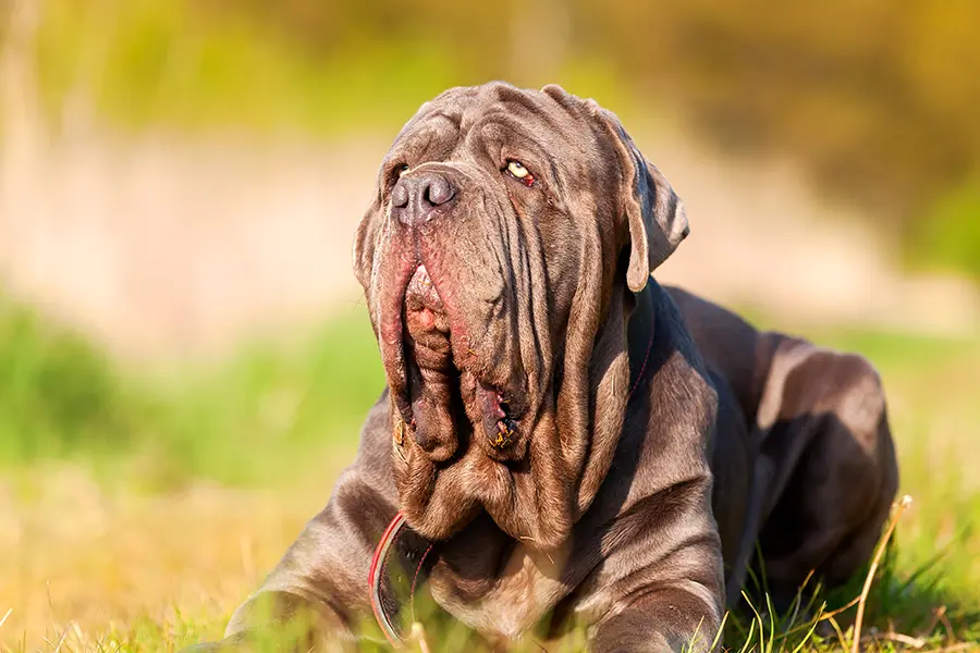 perro mastin napolitano