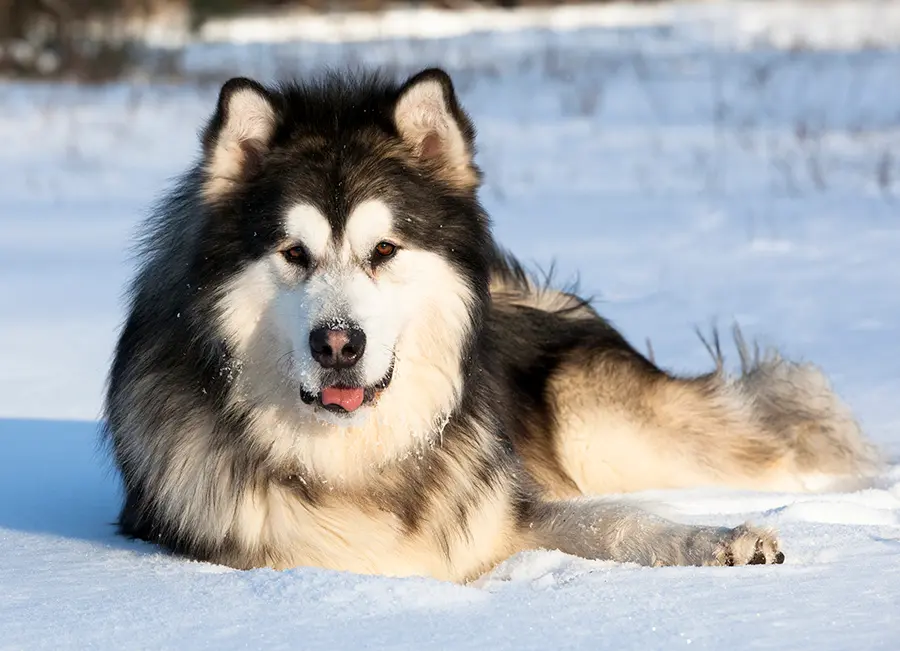 Ejemplar de Alaskan Malamute